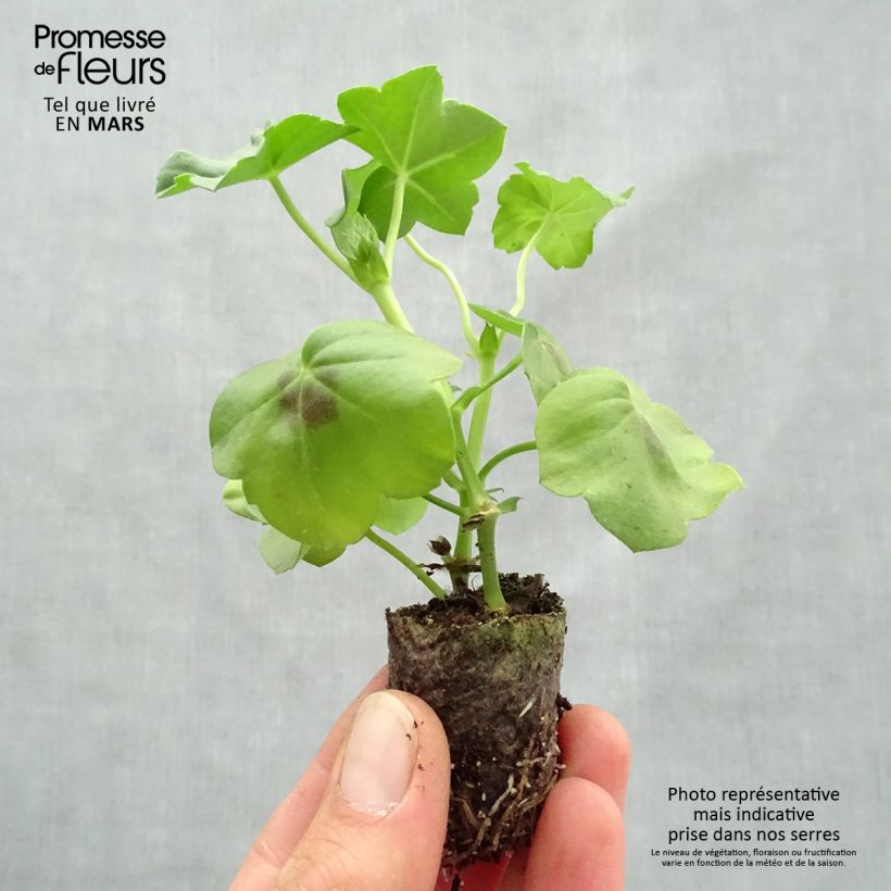 Exemplar von Hängegeranie Big 5 Neon Pink - Pelargonium Mini-Plug Ø 3/4 cm wie im Frühjahr geliefert