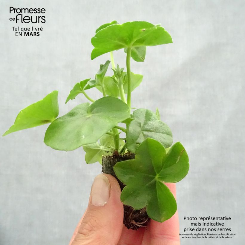 Exemplar von Hängegeranie Big 5 Amethyst - Pelargonium Mini-Plug Ø 3/4 cm wie im Frühjahr geliefert