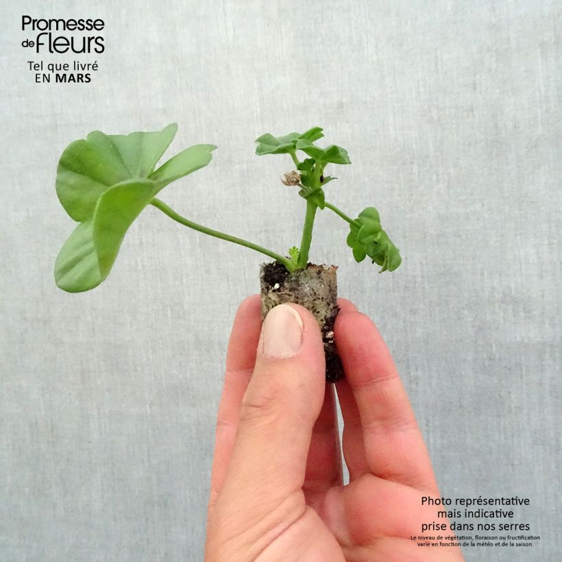 Exemplar von Hängegeranie Rocky - Pelargonium Mini-Plug Ø 3/4 cm wie im Frühjahr geliefert