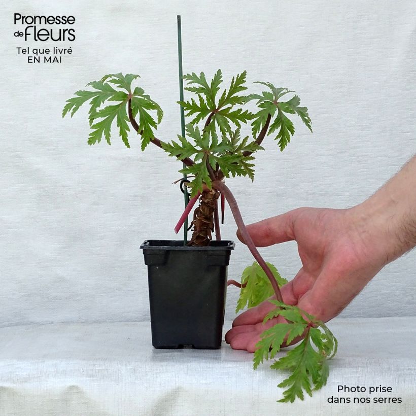 Exemplar von Geranium maderense - Madeira-Storchschnabel Kleine Töpfe von 7/8 cm wie im Frühjahr geliefert