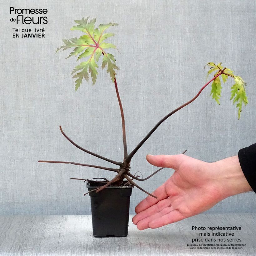 Exemplar von Geranium maderense - Madeira-Storchschnabel Kleine Töpfe von 7/8 cm wie im Winter geliefert