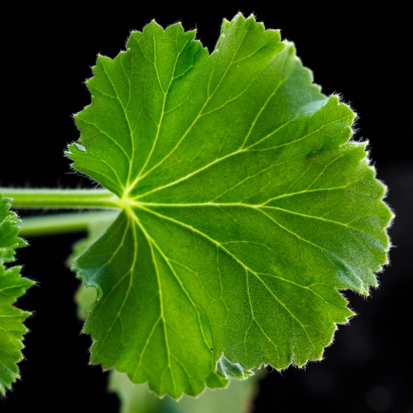 Duftende Pelargonie Torento Ginger - Pelargonium (Laub)