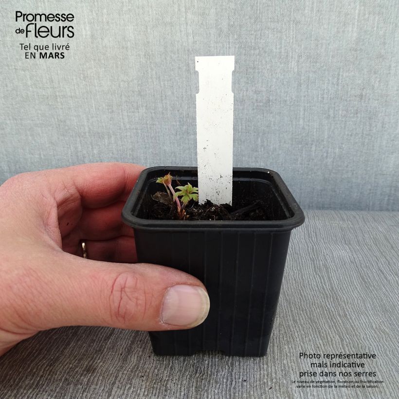 Exemplar von Geranium pratense Else Lacey - Wiesen-Storchschnabel Kleine Töpfe von 8/9 cm wie im Winter geliefert