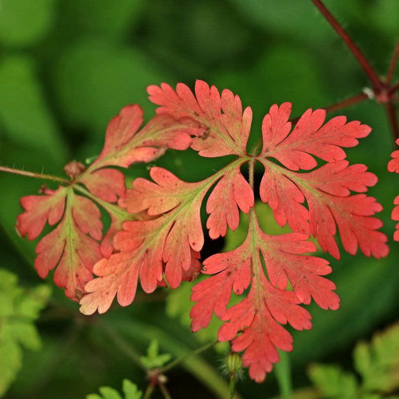 Geranium robertianum - Storchschnabel (Laub)