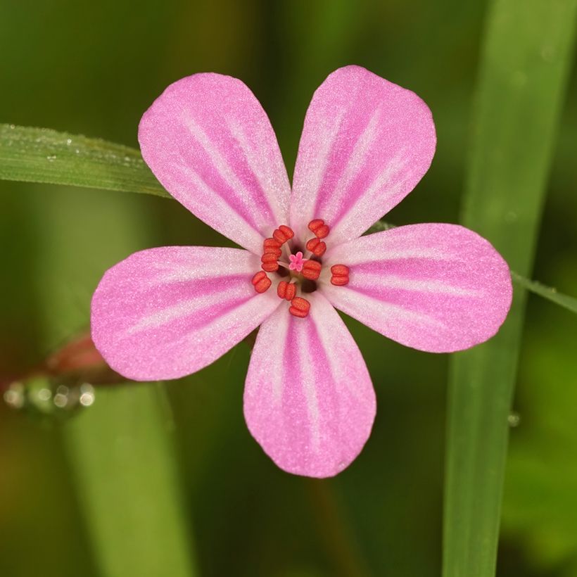 Geranium robertianum - Storchschnabel (Blüte)