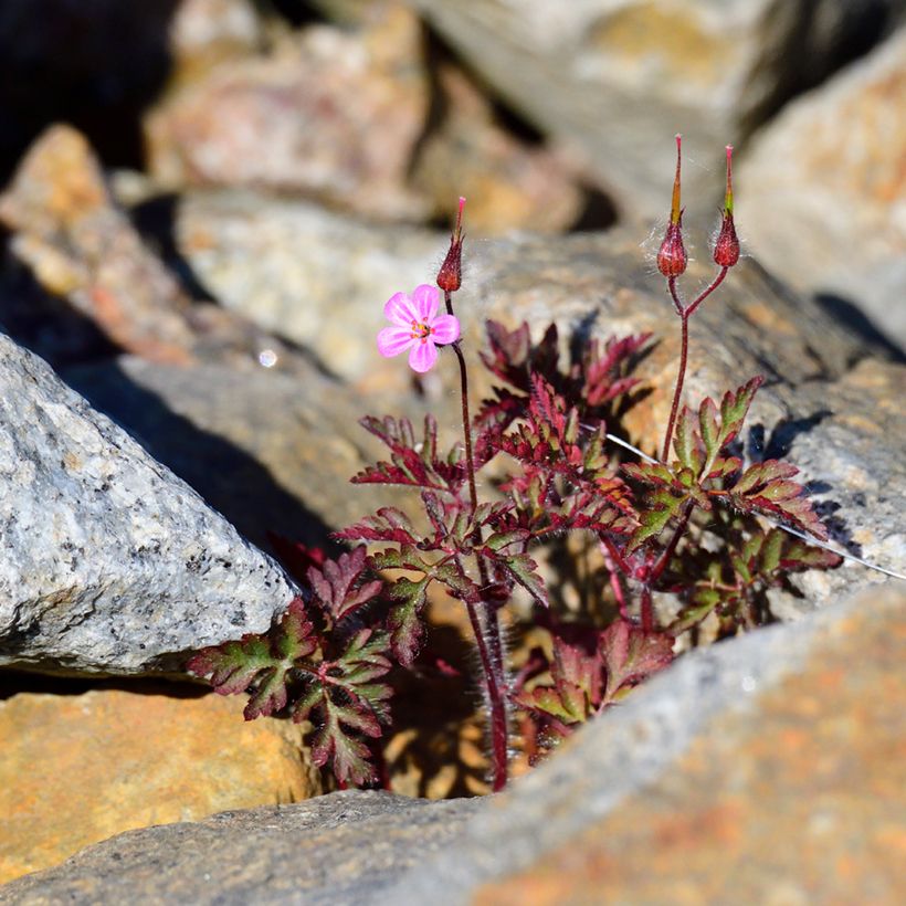 Geranium robertianum - Storchschnabel (Hafen)