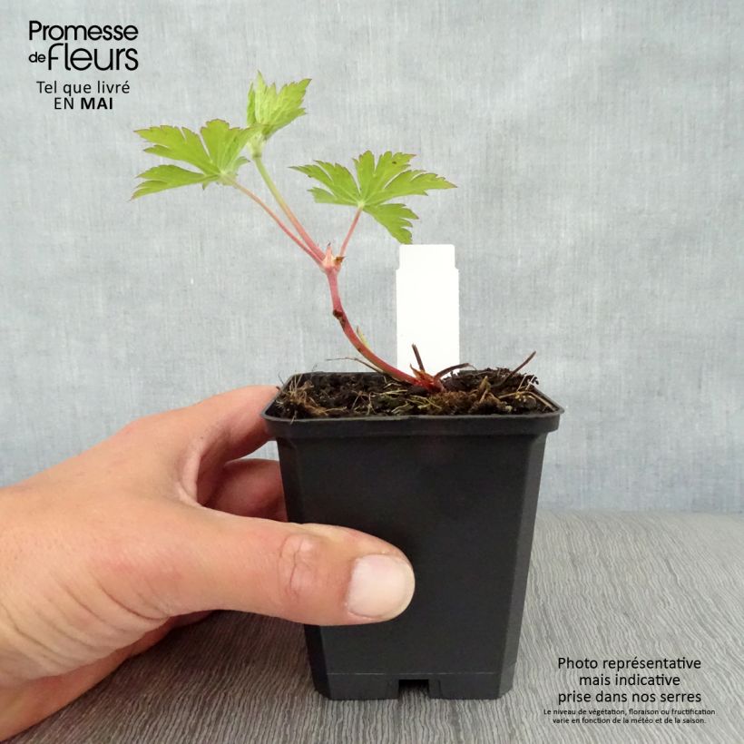 Exemplar von Storchschnabel Ann Folkard - Geranium Kleine Töpfe von 8/9 cm wie im Frühjahr geliefert