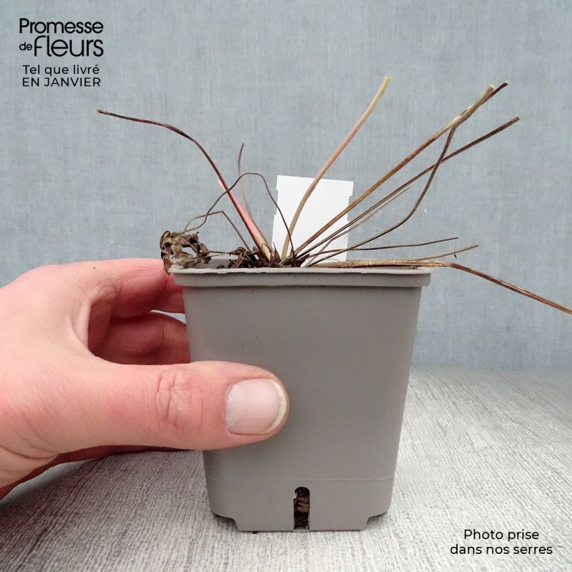 Exemplar von Storchschnabel Anne Thomson - Geranium Kleine Töpfe von 8/9 cm wie im Winter geliefert