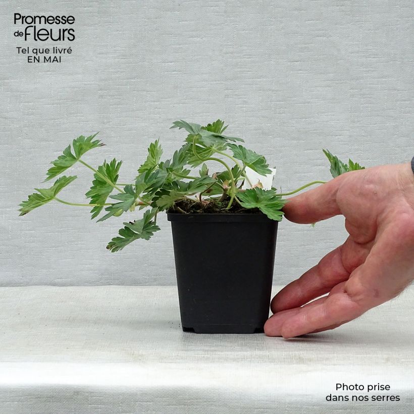 Exemplar von Storchschnabel Azure Rush - Geranium Kleine Töpfe von 8/9 cm wie im Frühjahr geliefert