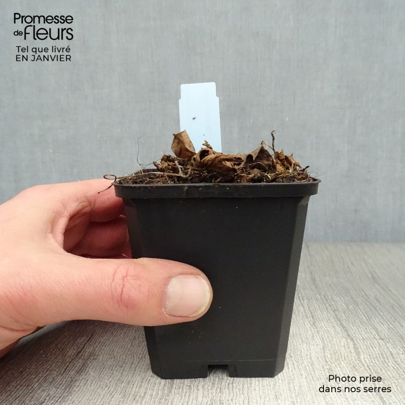 Exemplar von Storchschnabel Azure Rush - Geranium Kleine Töpfe von 8/9 cm wie im Winter geliefert