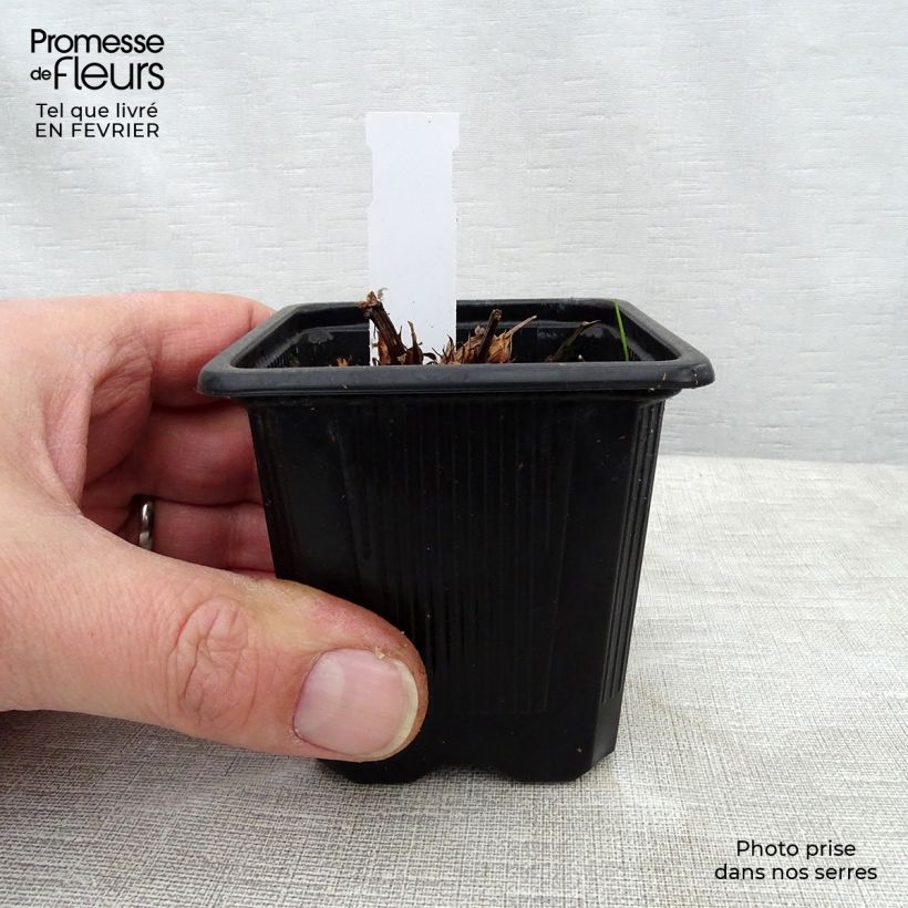 Exemplar von Storchschnabel Blue Cloud - Geranium Kleine Töpfe von 8/9 cm wie im Winter geliefert