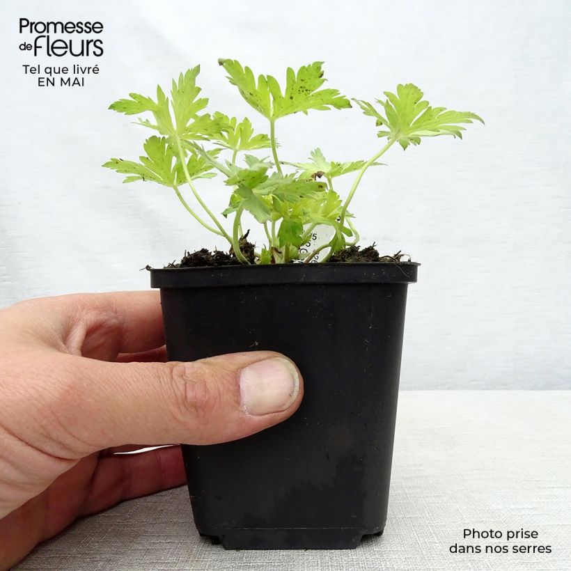 Exemplar von Storchschnabel Blue Sunrise - Geranium Kleine Töpfe von 8/9 cm wie im Frühjahr geliefert