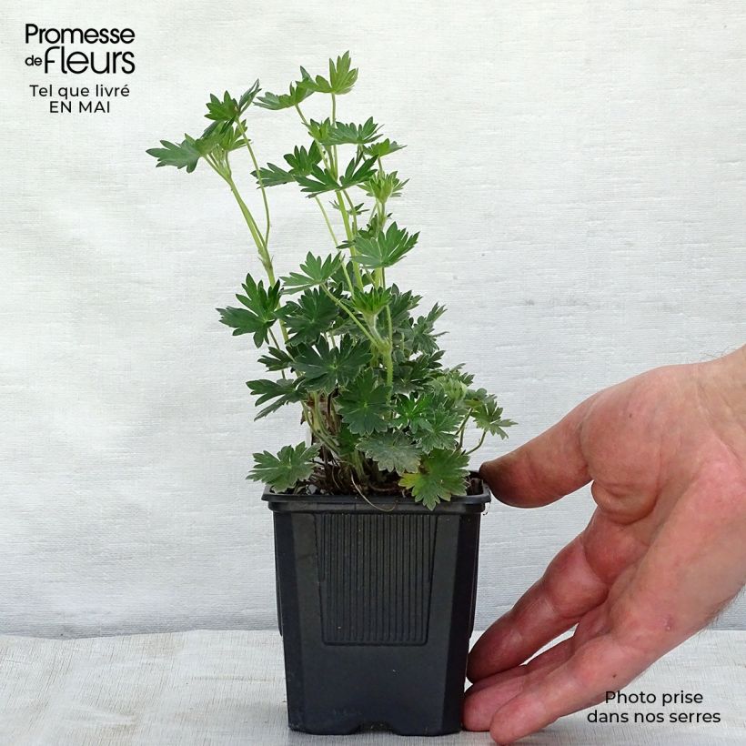 Exemplar von Geranium sanguineum Blushing Turtle - Blutstorchschnabel Kleine Töpfe von 8/9 cm wie im Frühjahr geliefert