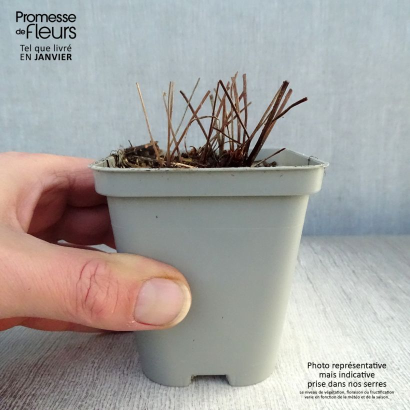 Exemplar von Storchschnabel Brookside - Geranium Kleine Töpfe von 8/9 cm wie im Winter geliefert