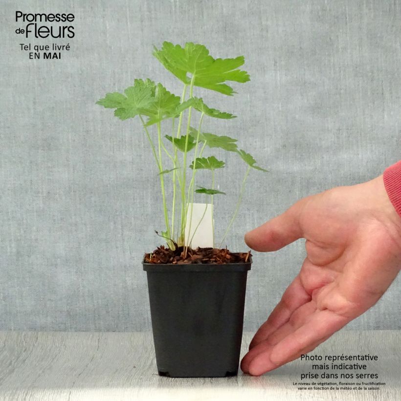 Exemplar von Storchschnabel Chantilly - Geranium Kleine Töpfe von 8/9 cm wie im Frühjahr geliefert