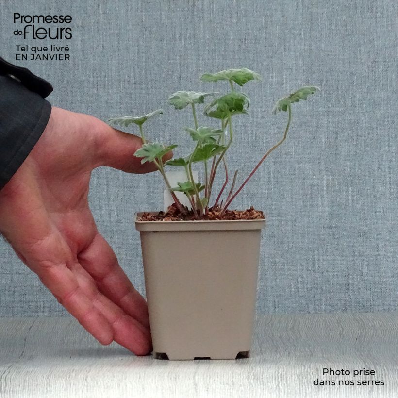 Exemplar von Storchschnabel Coombland White - Geranium Kleine Töpfe von 8/9 cm wie im Winter geliefert