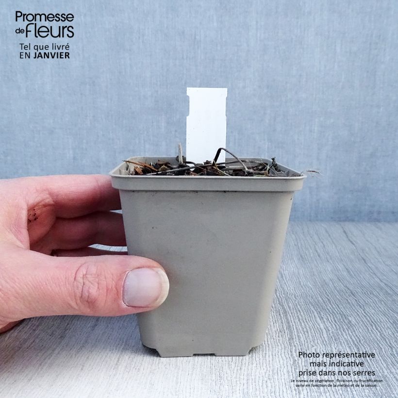 Exemplar von Storchschnabel Censation Daily Purple - Geranium Kleine Töpfe von 8/9 cm wie im Winter geliefert