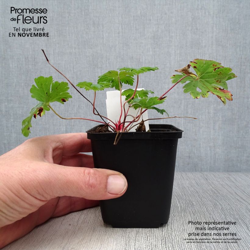 Exemplar von Storchschnabel Dragon Heart - Geranium Kleine Töpfe von 8/9 cm wie im Herbst geliefert