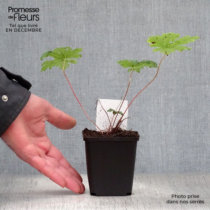 Exemplar von Storchschnabel Dragon Heart - Geranium Kleine Töpfe von 8/9 cm wie im Winter geliefert