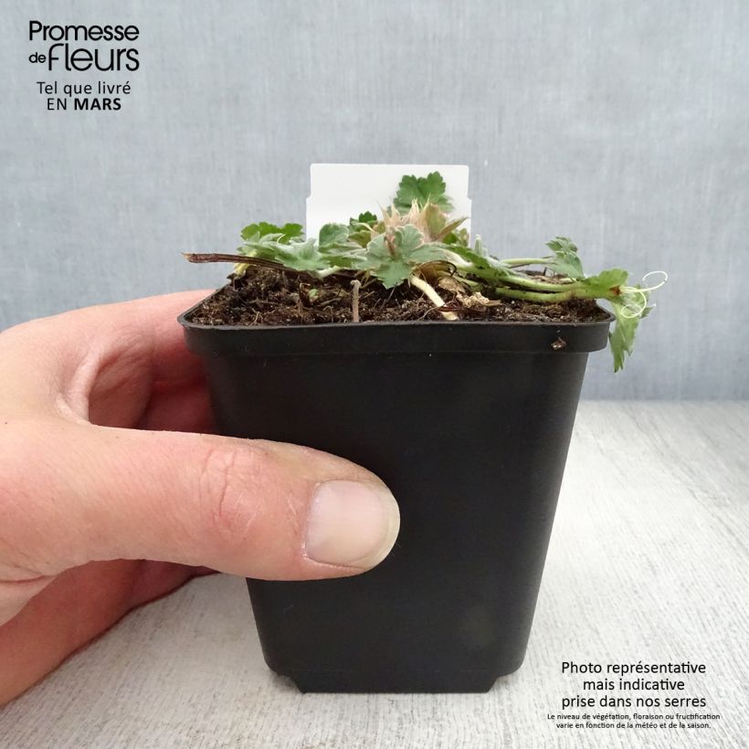 Exemplar von Storchschnabel Dreamland - Geranium Kleine Töpfe von 8/9 cm wie im Frühjahr geliefert