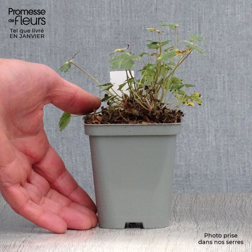 Exemplar von Geranium oxonianum Dusky Crug - Oxford-Storchschnabel Kleine Töpfe von 8/9 cm wie im Winter geliefert