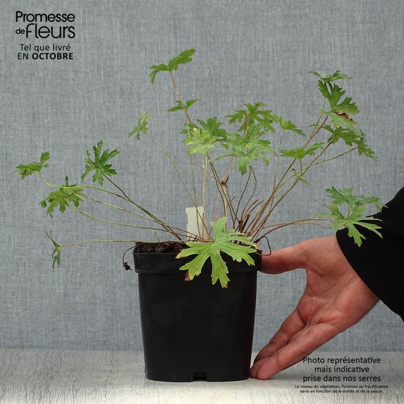 Exemplar von Storchschnabel Johnson's blue - Geranium Topf mit 2L/3L wie im Herbst geliefert