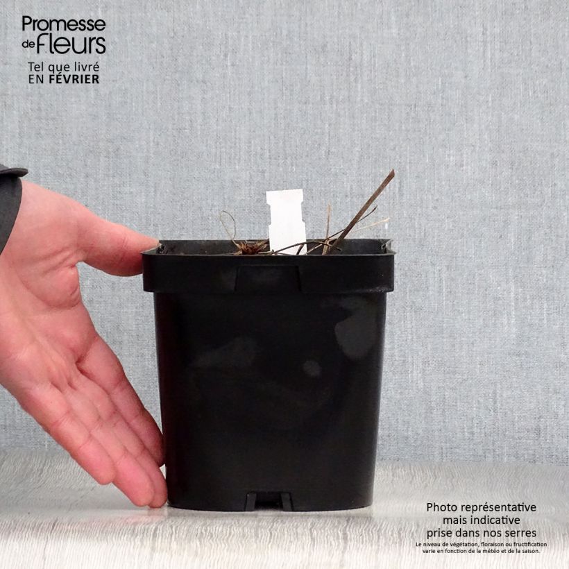 Exemplar von Storchschnabel Johnson's blue - Geranium Topf mit 2L/3L wie im Winter geliefert