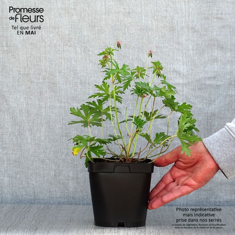 Exemplar von Storchschnabel Johnson's blue - Geranium Topf mit 2L/3L wie im Frühjahr geliefert