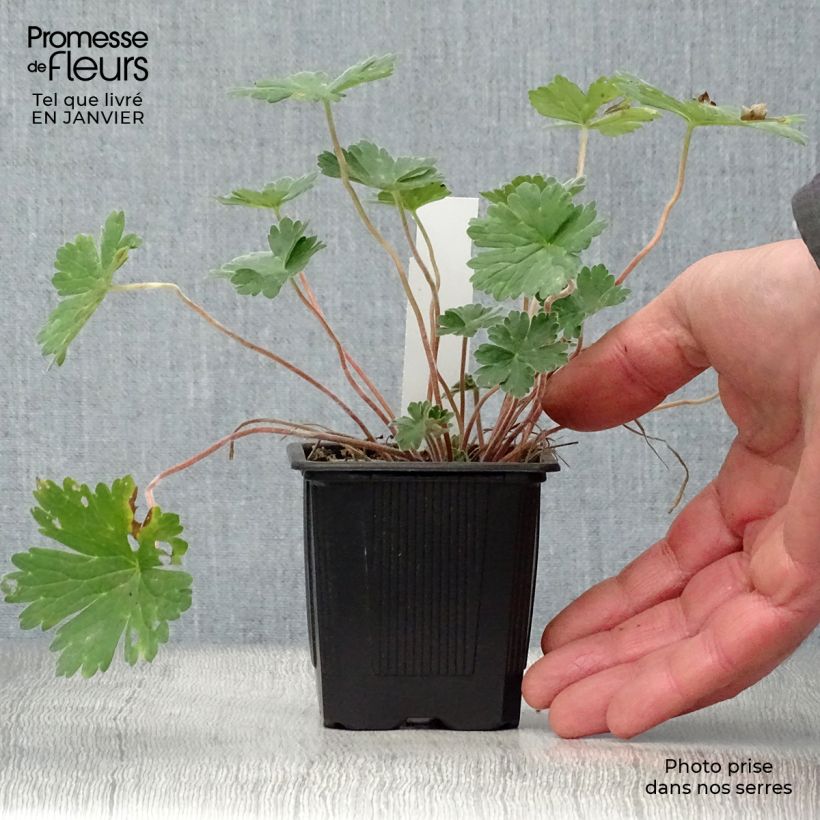 Exemplar von Storchschnabel Joy - Geranium Kleine Töpfe von 8/9 cm wie im Winter geliefert