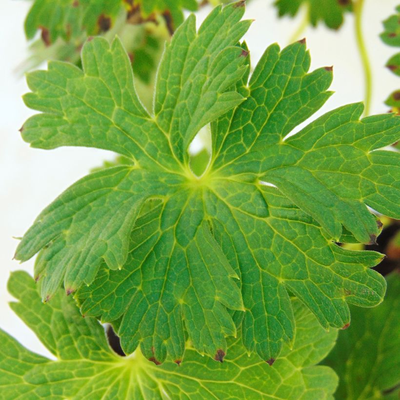 Geranium wallichianum Lilac Ice - Storchschnabel (Laub)