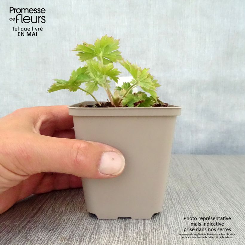 Exemplar von Geranium wallichianum Lilac Ice - Storchschnabel Kleine Töpfe von 8/9 cm wie im Frühjahr geliefert