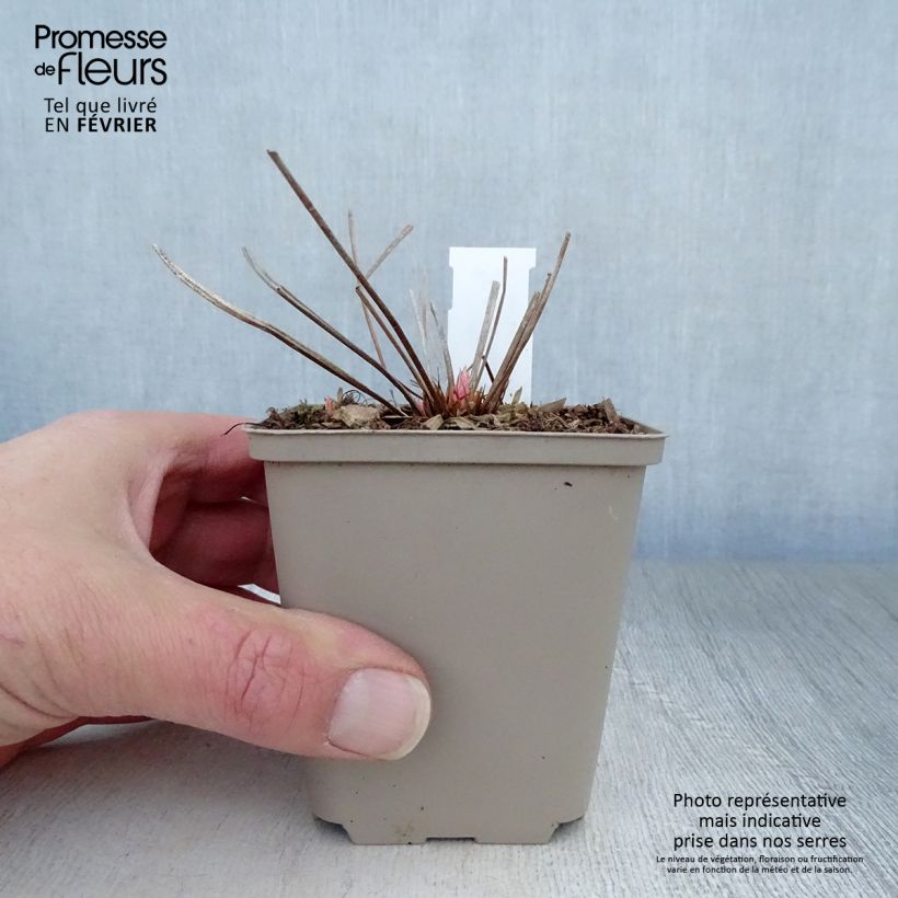 Exemplar von Storchschnabel Nimbus - Geranium Kleine Töpfe von 8/9 cm wie im Winter geliefert