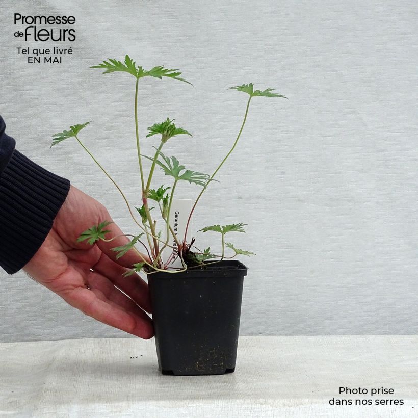 Exemplar von Storchschnabel Orion - Geranium Kleine Töpfe von 8/9 cm wie im Frühjahr geliefert