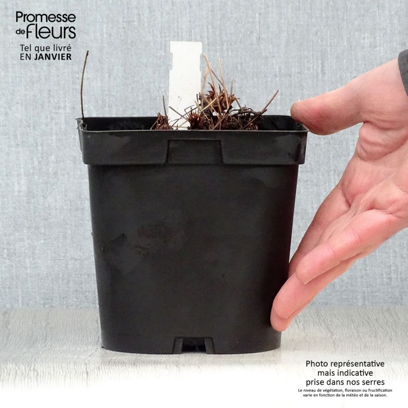 Exemplar von Storchschnabel Orion - Geranium Topf mit 2L/3L wie im Winter geliefert