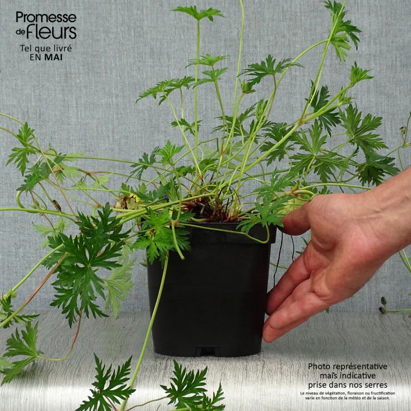 Exemplar von Storchschnabel Orion - Geranium Topf mit 2L/3L wie im Frühjahr geliefert