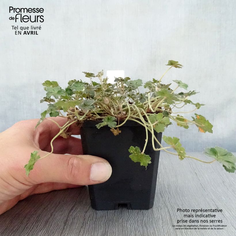 Exemplar von Geranium oxonianum Orkney Cherry - Oxford-Storchschnabel Kleine Töpfe von 8/9 cm wie im Frühjahr geliefert