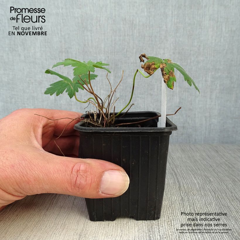 Exemplar von Storchschnabel Patricia - Geranium Kleine Töpfe von 8/9 cm wie im Herbst geliefert