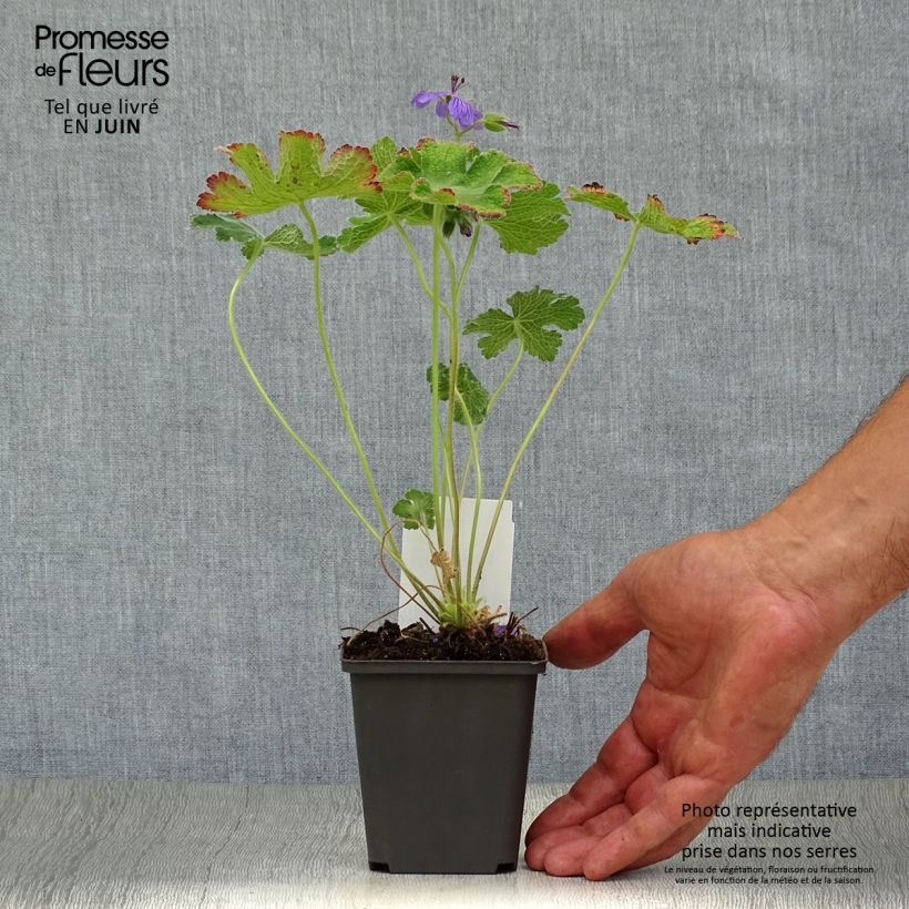 Exemplar von Geranium renardii Philippe Vapelle - Kaukasus-Storchschnabel Kleine Töpfe von 8/9 cm wie im Sommer geliefert