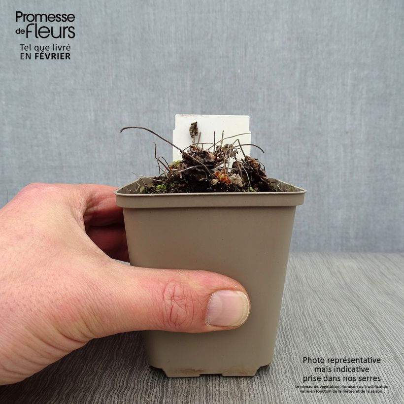 Exemplar von Geranium renardii Philippe Vapelle - Kaukasus-Storchschnabel Kleine Töpfe von 8/9 cm wie im Winter geliefert