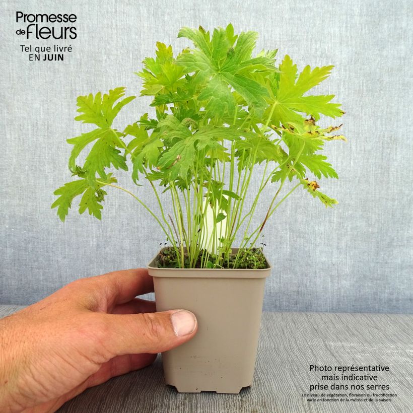 Exemplar von Geranium sylvaticum Prelude - Wald-Storchschnabel Kleine Töpfe von 8/9 cm wie im Frühjahr geliefert