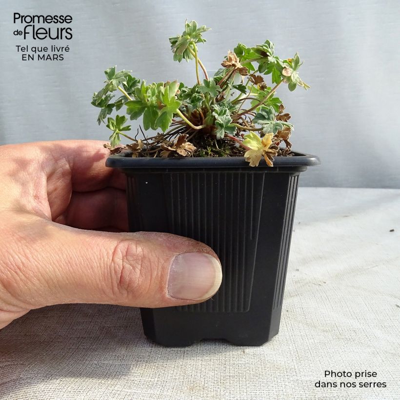 Exemplar von Geranium cinereum Rothbury Gem - Aschgrauer Storchschnabel Kleine Töpfe von 8/9 cm wie im Winter geliefert