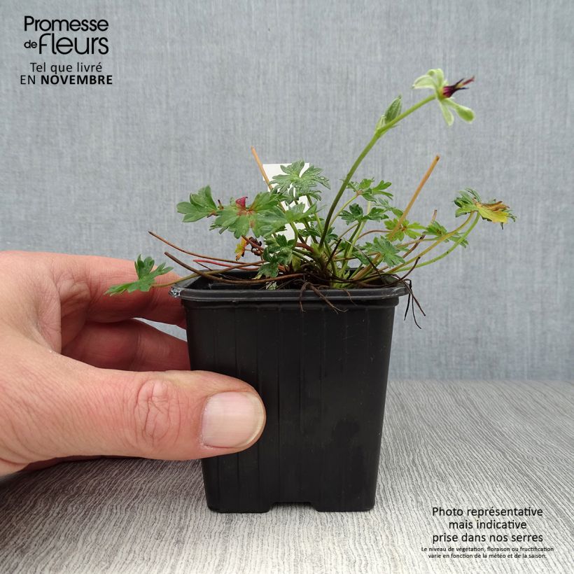 Exemplar von Geranium cinereum Rothbury Gem - Aschgrauer Storchschnabel Kleine Töpfe von 8/9 cm wie im Herbst geliefert