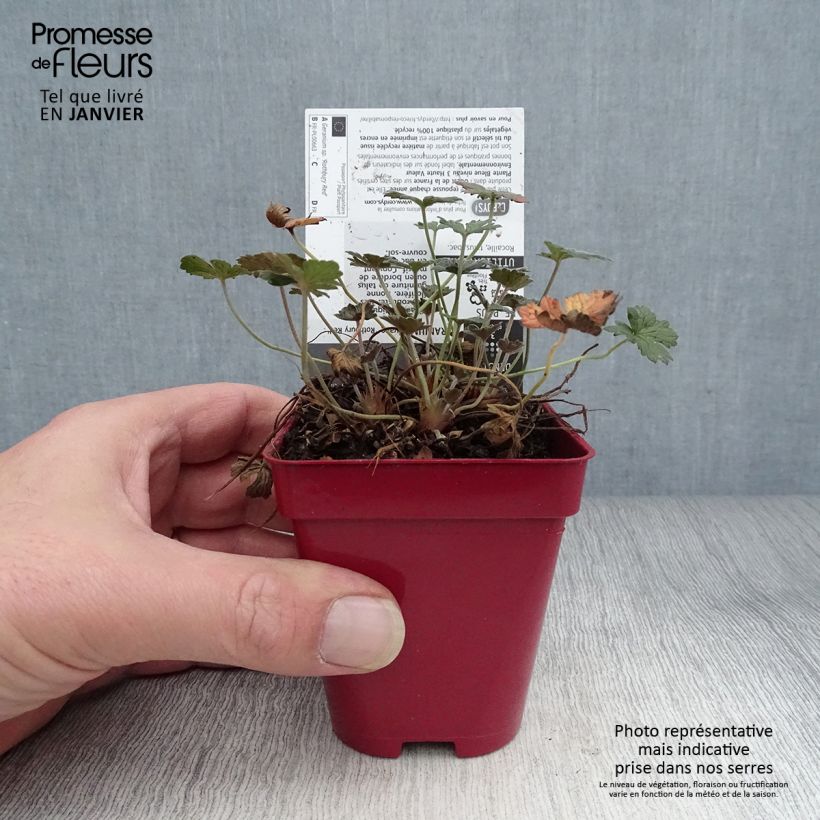 Exemplar von Storchschnabel Rothbury Red - Geranium Kleine Töpfe von 8/9 cm wie im Winter geliefert