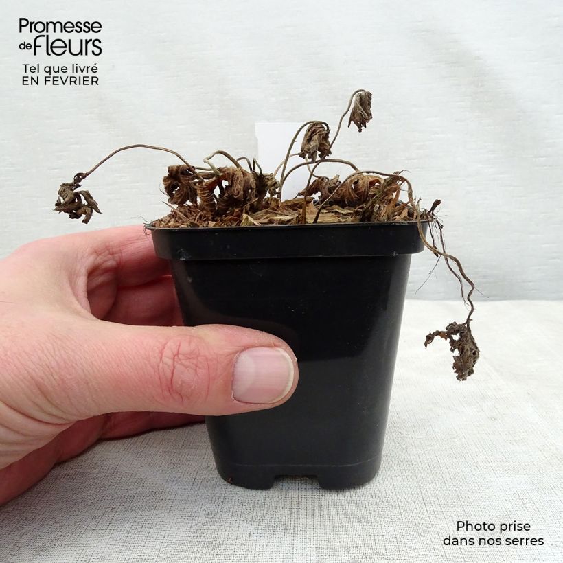 Exemplar von Storchschnabel Rozanne - Geranium Kleine Töpfe von 8/9 cm wie im Winter geliefert