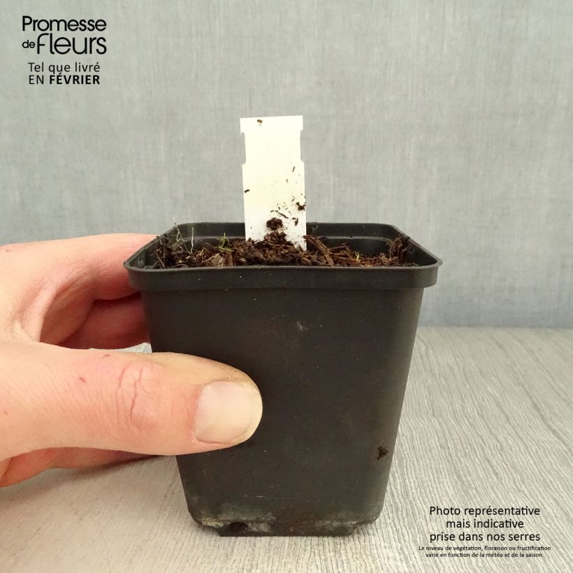 Exemplar von Storchschnabel Silvias Surprise - Geranium Kleine Töpfe von 8/9 cm wie im Winter geliefert