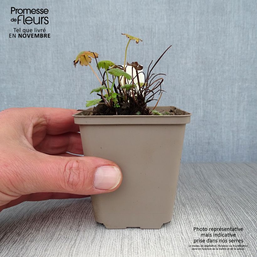 Exemplar von Storchschnabel Sue Crûg - Geranium Kleine Töpfe von 8/9 cm wie im Herbst geliefert