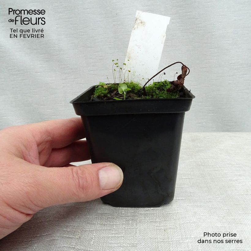 Exemplar von Storchschnabel Sweet Heidi - Geranium Kleine Töpfe von 8/9 cm wie im Winter geliefert