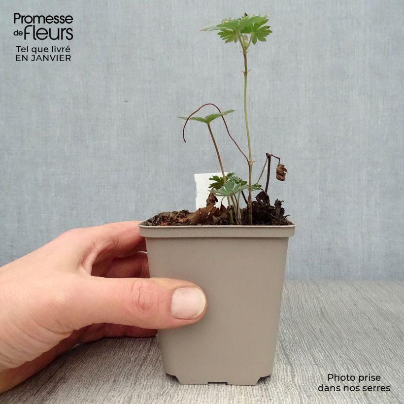 Exemplar von Storchschnabel Tiny Monster - Geranium Kleine Töpfe von 8/9 cm wie im Winter geliefert