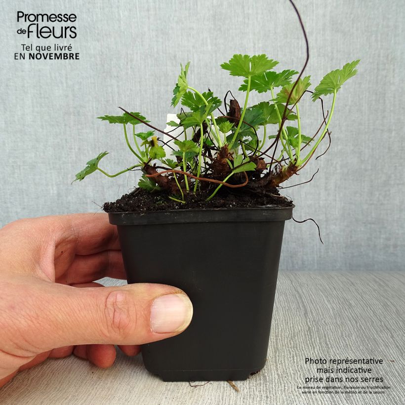 Exemplar von Geranium cantabrigiense Biokovo - Cambridge Storchschnabel Kleine Töpfe von 8/9 cm wie im Herbst geliefert