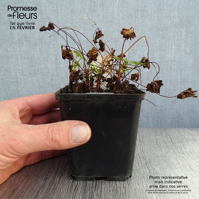 Exemplar von Geranium cantabrigiense Karmina - Cambridge Storchschnabel Kleine Töpfe von 8/9 cm wie im Winter geliefert